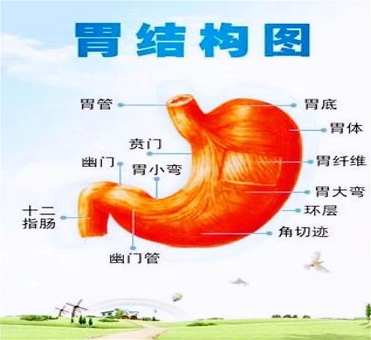 守“胃”健康，時刻打響你的保“胃”戰